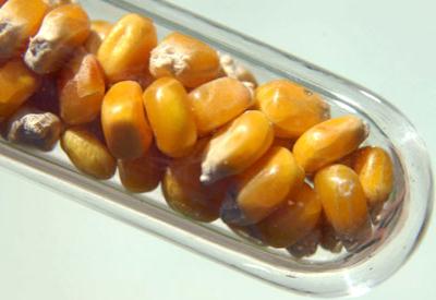 ABD, GDO'ları yasallaştırmayan ülkelere ağır müeyyide uygulamış