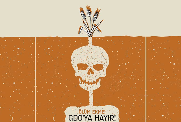 GDO'lu tohum yok cümleleri yalanmış, işte gerçekler