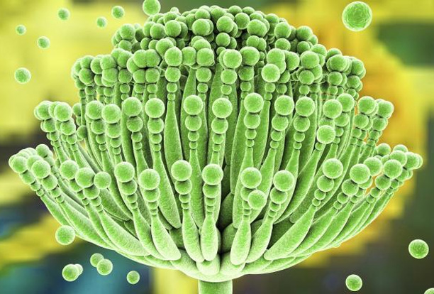 'Aflatoksin içermeyen süt bulamadım'